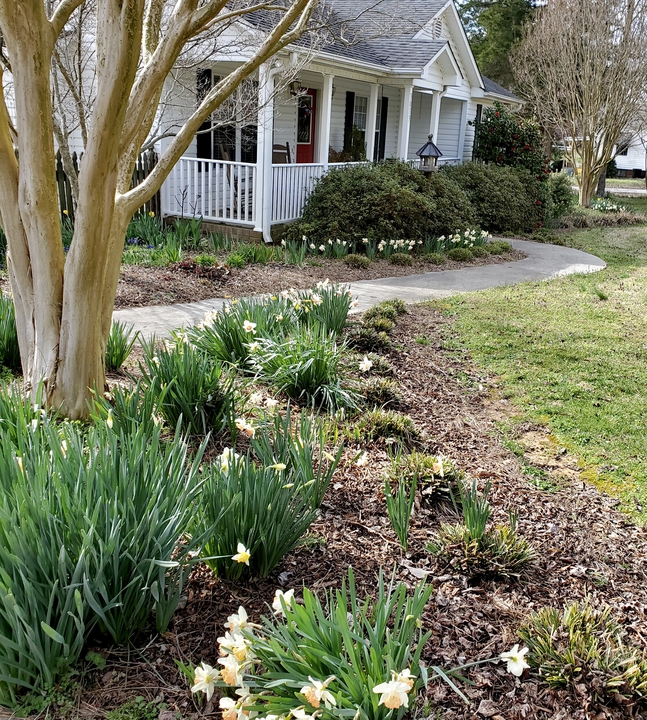 Late winter, liriope is cut back & daffodils are blooming