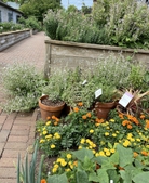 Marigolds & herbs