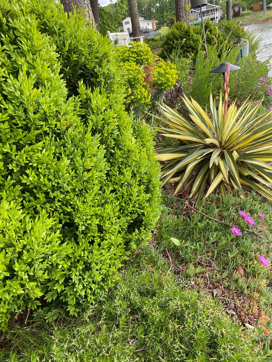 Lake Wall Garden