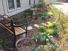 Two year old garden, spring tulips just emerging.