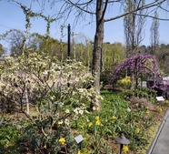 Dogwood and redbud in bloom