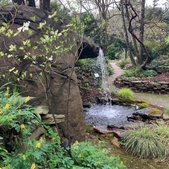 Waterfall and densely planted understory