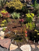 Bog garden with carnivorous plants.