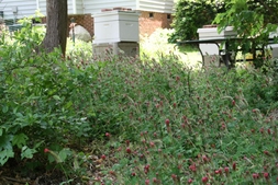 Masses of Trifolium incarnatum provide nectar for bees