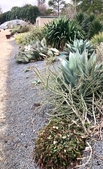 Agave and cacti
