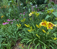 Daylilies  and more