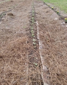 Sprouting plants