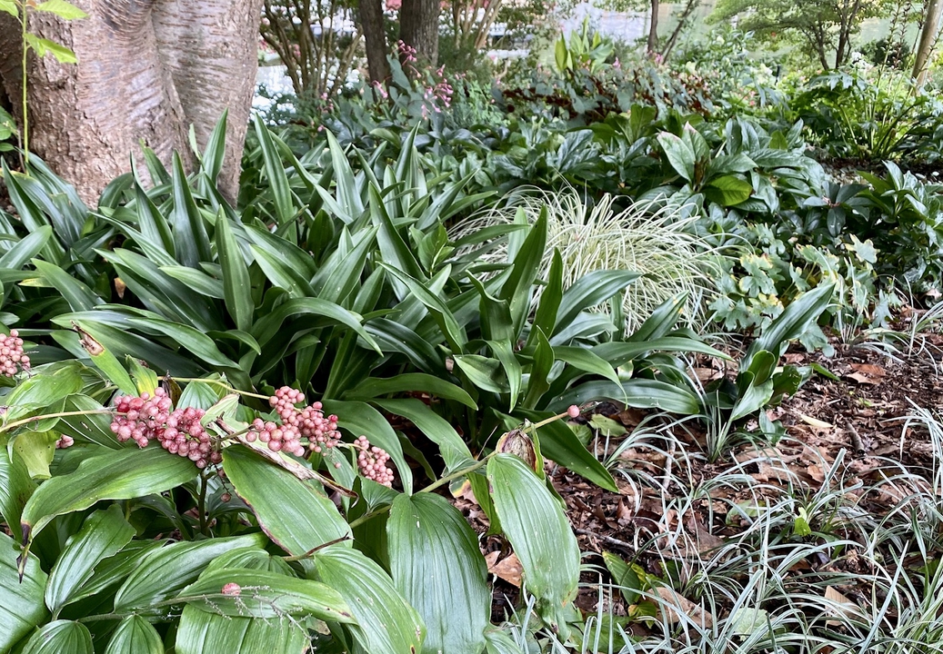Plants appreciate the shade in the summer heat