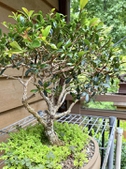 Bonsai Ficus