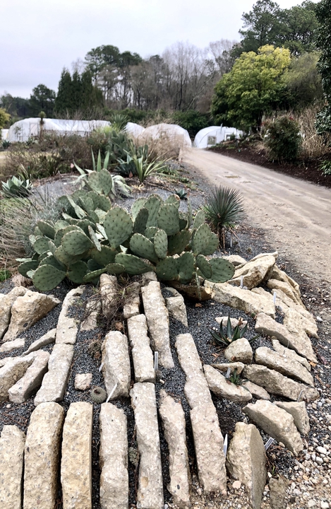Salvaged concrete sidewalks used for bordering the beds.