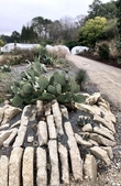 Salvaged concrete sidewalks used for bordering the beds.