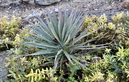 A blue-green yucca.