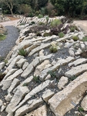 cacti and succulents growing among vertical slabs of concrete.