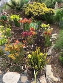 Sarracenia Pitcher Plants, Sundew, and Venus Fly Trap
