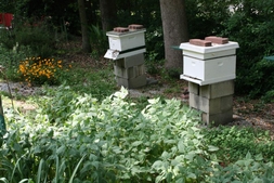 Beehive Garden in the Spring