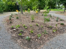 Drip Line Installation in South End of Garden