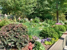 View of flowers from patio