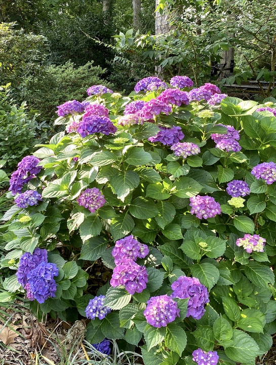 Sturdy flowers