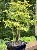 Bonsai dawn redwood