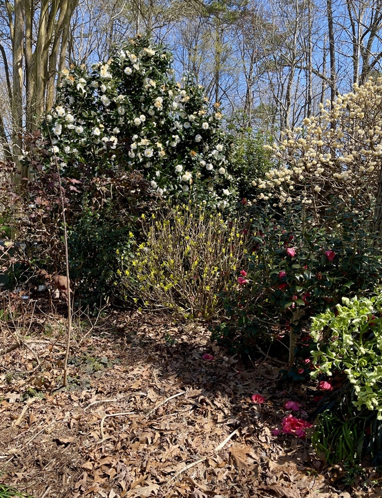Late winter