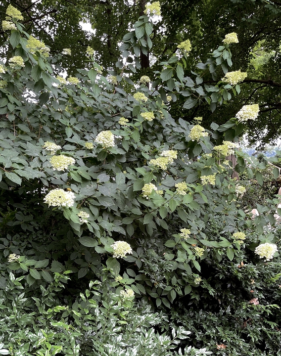 Limelight paniculata hydrangea blooms midsummer & grows to 8’