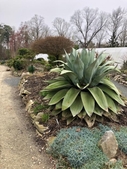 Agave and Phlox in beds around the bog garden.