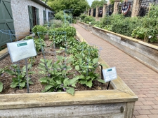 Veggies growing well