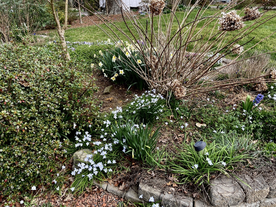 Tiny bluets are a harbinger of spring