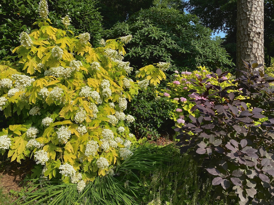 ‘Little Honey’ Hydrangea in Bloom