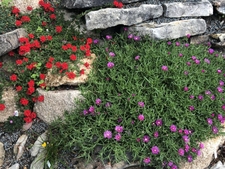 Verbena & Iceplant