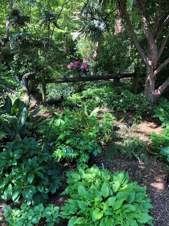 Front Shade Garden