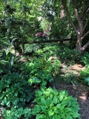Front Shade Garden