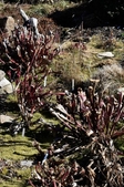 Rehder's Pitcher Plant in March