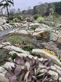 cacti and agave growing among vertical slabs of concrete.