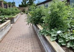 Beds of thriving vegetables
