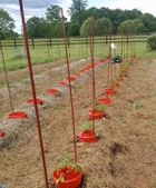 Tomato troughs