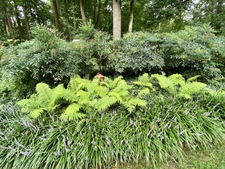 Ostrich fern in bed
