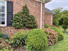 Espalier Pyracantha