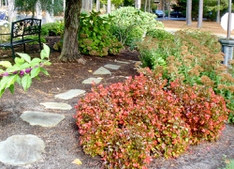 Begonias in full glory