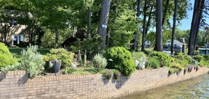 plants spilling over a brick retaining wall.