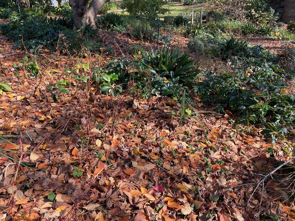 Late fall, some plants are evergreen