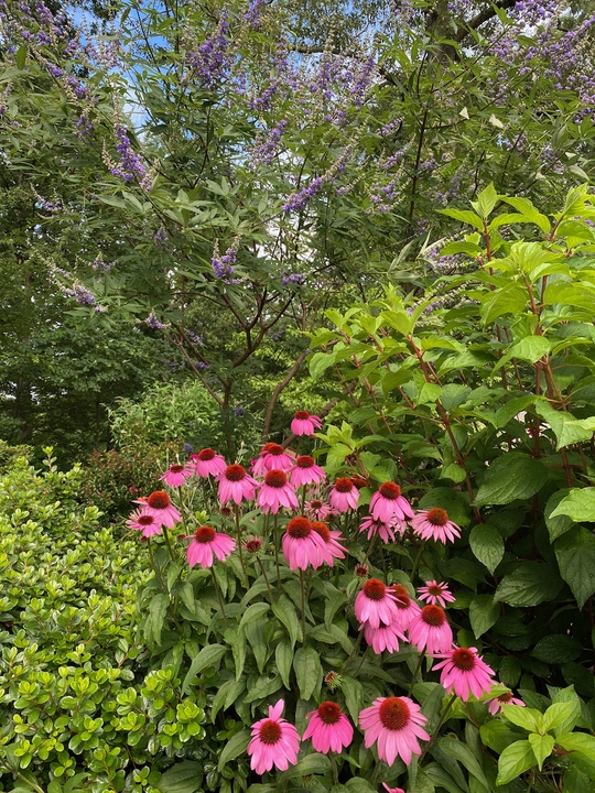 Coneflower with Vitex