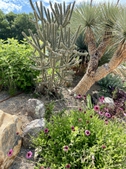 Sun loving plants