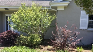 Foundation landscape