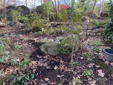 Late fall many plants are going dormant