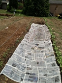 Newspaper for weed control