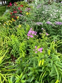 Butterfly bush bed