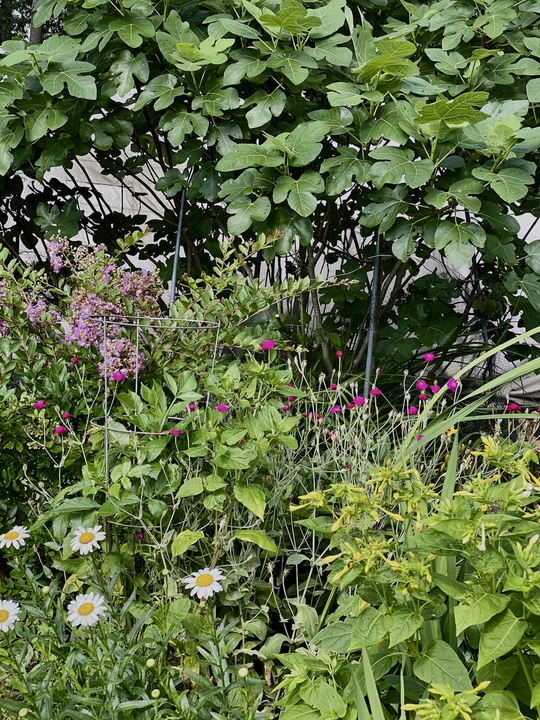 Fig, dwarf Crepe Myrtle ,Shasta daisy