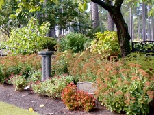 Showy seed heads on Autumn Joy Sedum