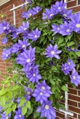 Clematis well positioned